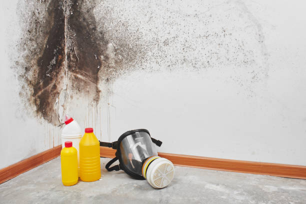 Best Black Mold Removal  in Bally, PA