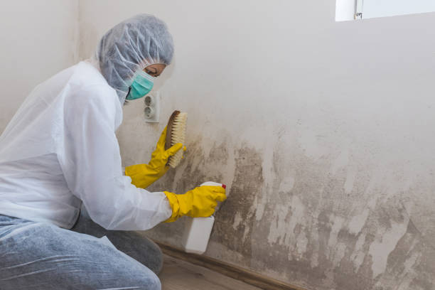 Best Toxic Mold Removal  in Bally, PA