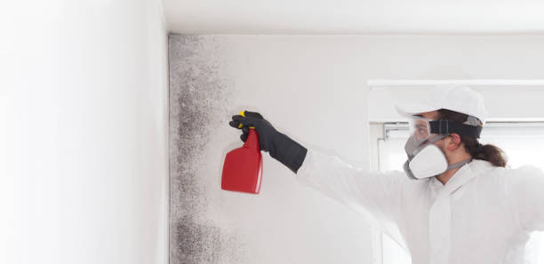 Best Mold Removal Company Near Me  in Bally, PA