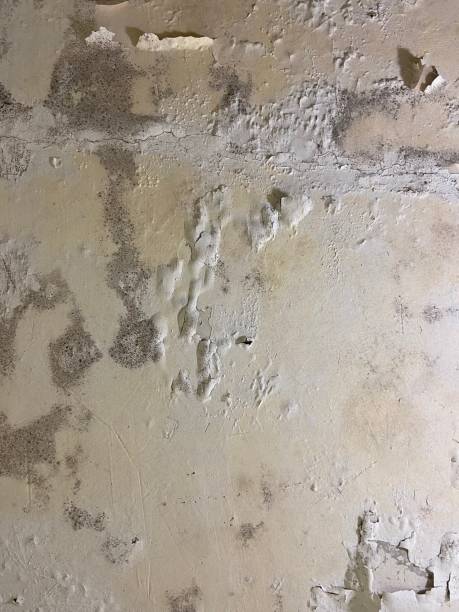 Mold Removal Process in Bally, PA
